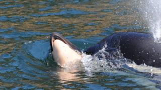 Tahlequah pictured carrying her dead calf