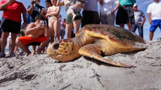 Логгерхедовая черепаха возвращается в море