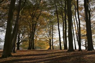 Avenue of trees with leaves on the ground