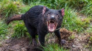 Tasmanian Devils