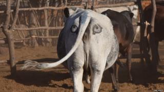 Pair of eyes painted on the rump of a cow