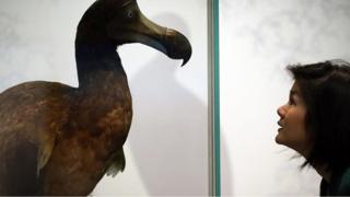 سيدة تنظر إلى مجسم لطائر الدودو