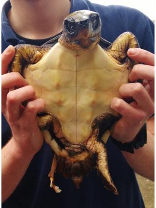 Cornwall loggerhead turtle: Stranded Tallulah heads to Mediterranean ...