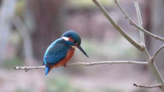kingfisher