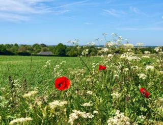 A poppy field