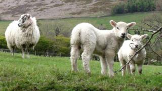 lambs in field