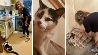 Missing Cat Reunited With Owner After 11 Years On The Street - BBC News