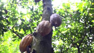 Cacao tree in the Ivory Coast
