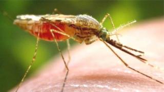 L'Organisation mondiale de la santé ambitionne de vacciner au moins 360.000 enfants africains contre le paludisme d'ici à 2020.