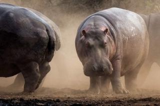Baadhi ya Viboko watakaouliwa wakiwa katika Mbuga ya Wanyama ya Kruger nchini Afrika Kusini.