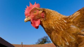 Ayam