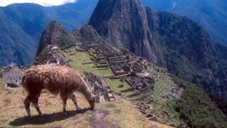Llama grazing on mountain overlooking Machu Picchu, Peru.