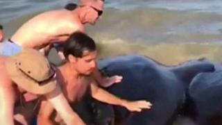 Whale