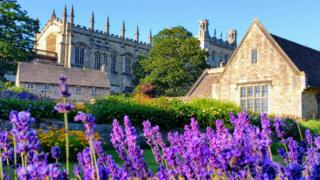 Lavender at Christ Church, Oxford
