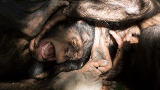 Chimpancé sufriendo.