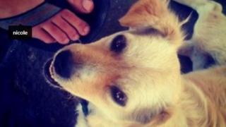 Kevin Systrom's first post on Instagram of a dog.