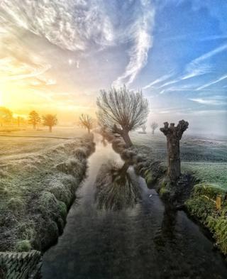 A tree reflected in water