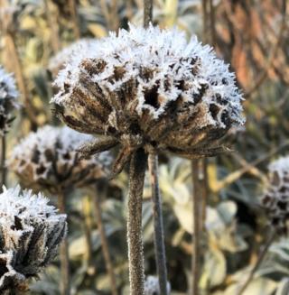 Frost on field flowers