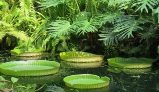 Santa Cruz water lilies (Victoria cruziana)