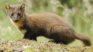 Hidden cameras spot New Forest pine marten - BBC News