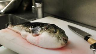 Ẹja Puffer