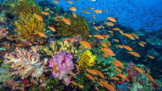 Coral reef featured in Blue Planet II