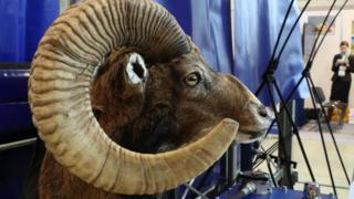 A stuffed head of an argali, or the mountain sheep, on display