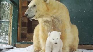 First UK polar bear cub in 25 years emerges 2