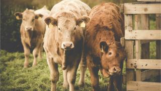Cows