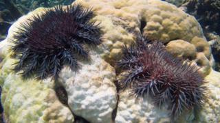 Терновый венец морская звезда, питающаяся кораллами в Большом Барьерном рифе.