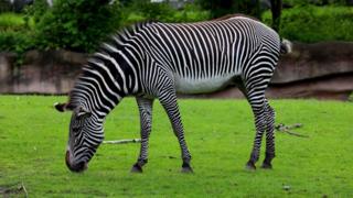 Zebra