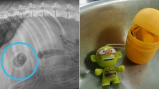 Dog x-ray and turtle toy