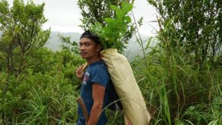 Volunteers carrying saplings for planting