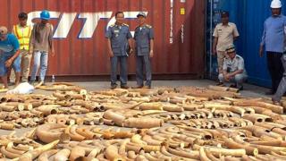 Таможенные и акцизные чиновники Камбоджи разглядывают слоновую кость, изъятую из транспортного контейнера в порту Пномпеня