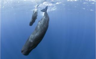 Sperm whales diving
