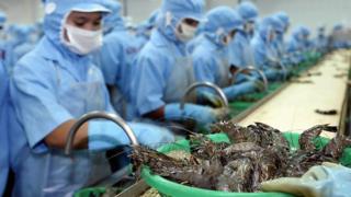 Tôm Việt Nam đạt 3,1 tỷ đô la xuất khẩu trong năm 2016