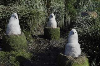 Albatross chicks