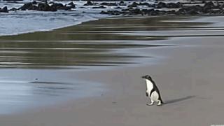 Fiordland pengueni