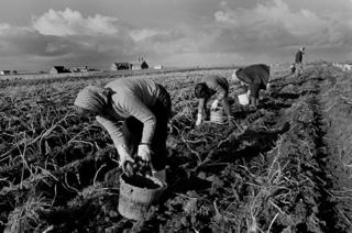 Potato picking, John O'Groats