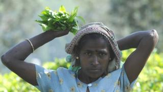 இலங்கை தேயிலை
