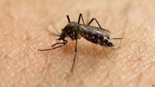 El zika por los mosquitos