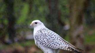 Bird of prey in the rain