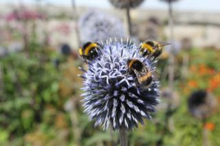 bees