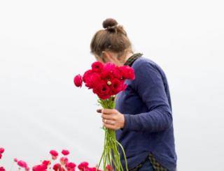 Ranunculus, Picked at Dawn, North Yorkshire