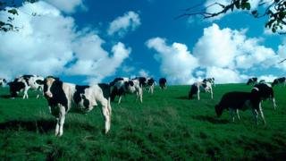 Methane is produced by cattle
