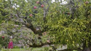 Mistletoe growing in an apple tree