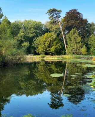 Trees reflected in water