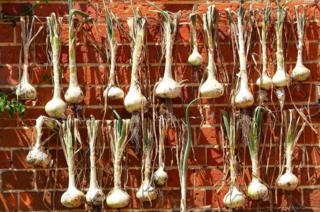 Onions hanging by a wall