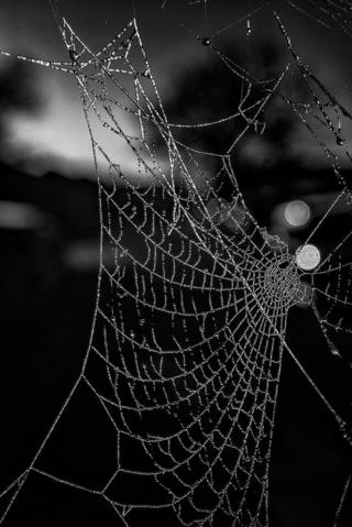 A black and white spiders web