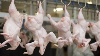 Pollos colgados